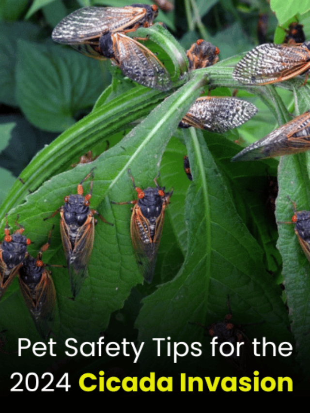 an image of Pet Safety Tips for the 2024 Cicada Invasion